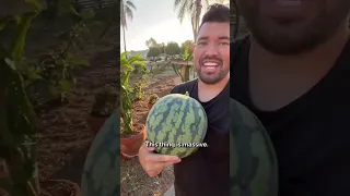 The color of this watermelon surprised me...