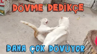 MAYA'NIN ANNESİ ZEYNA ✓ ERKEK KEDİLERİ DÖVÜYOR 🤭 Kedi videoları ✓ kediler ✓ cat