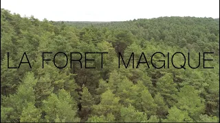 FONTAINEBLEAU// LA FORET MAGIQUE