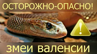 Осторожно - опасно! Немного о змеях в  Валенсии, Испания.