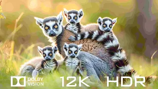 12K HDR 120fps Dolby Vision - Outstanding Animal Beauty And Relaxing Piano Music