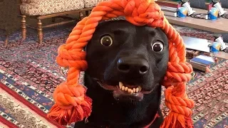 Смешные собаки Приколы про собак Funny Dogs 2019 (Самые Топовые шутки)