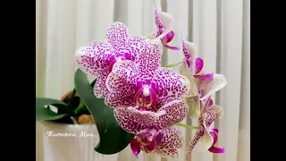 Orchids/ Цветение орхидей на 03.02.2018.