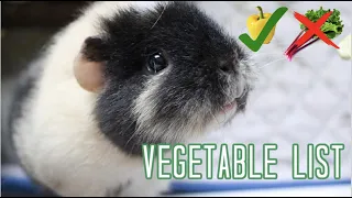 Vegetables for Guinea Pigs (When to Feed and How Much)