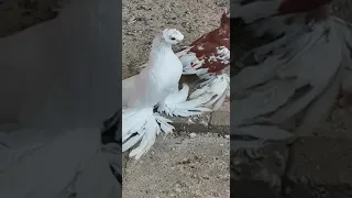 Двухчубые Голуби Кептерлер Pigeons Каптар