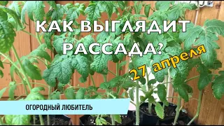 КАК ВЫГЛЯДИТ РАССАДА? 27 апреля / РАССАДА СЮРПРИЗ