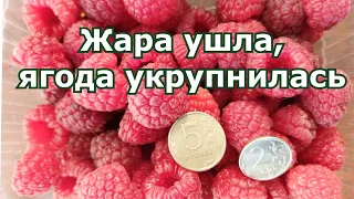 Малина Поклон Казакову в середине сентября в пригороде Воронежа Семилуки