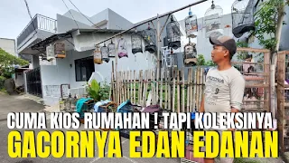 CUMA DI KIOS RUMAHAN INI ! SEMUA BURUNG GACORAN MEWAH DI JUAL FULLSET DAN SIAP PANTAU LAPANGAN