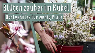 Obstgehölze im Kübel für den Balkon oder kleine Gärten | MDR Garten