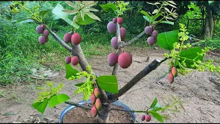 Crazy Simple Method Grafting Mango With Onion In A Glass Of Water Use Banana Fruit