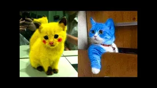 OMG So Cute Cats   Best Funny Cat Videos 2021