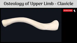 Osteology of Upper Limb - Clavicle | Features | Attachments | Relations | Clinical Anatomy