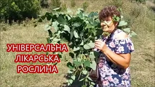 ФІЛІННІК або Хвилівник звичайний, або Кирказон ломоносовидний. Одна з найкращих лікарських рослин.