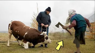 Слепую корову собирались зарезать на мясо, но когда пришла хозяйка...