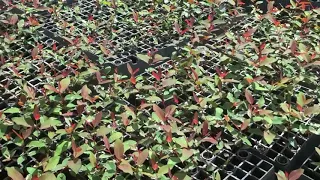 Mudas de eucalipto - baby clone 144