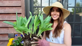 Transplanting Tulips Bulbs After Blooming | Container Gardening