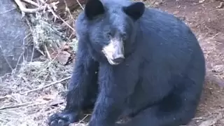 Black Bear Hunting in Ontario Canada with a perfectly placed arrow