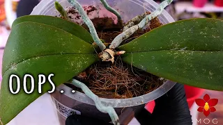 Broken AC leaked on my Moth Orchid and crown rotted it - Here's what I did