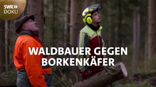 Waldbauer gegen Borkenkäfer - Andreas gibt nicht auf | SWR Doku