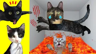 El suelo es lava pero con gatos Nata y Chocolate en la vida real / Videos de gatitos Luna y Estrella