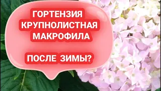 Гортензия крупнолистная Макрофила. Как сохранить зимой.