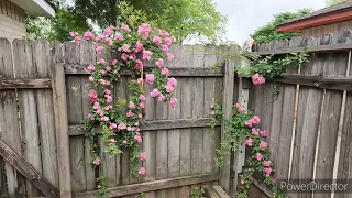 3 Peggy Martin Roses in Bloom