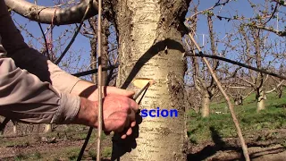 INARCH GRAFTING a tree DAMAGED BY MICE