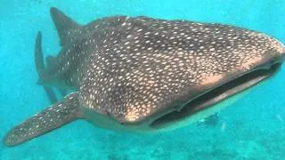 Rekin Wielorybi | Whale Shark | Maledives | Centrum Nurkowe Gdynia Dive