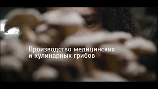 Производство медицинских грибов @solidarityclub