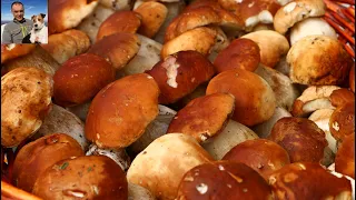 The beauty of porcini mushrooms - unpublished video (september 2019)