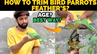 Parindo ke Par/Feathers katny ka Best Tariqa?|How to Trim Feathers?|TIPS & INFO IN HINDI/URDU 2022