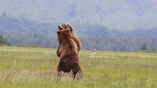 Alaska Grizzly vs Grizzly, bear fight