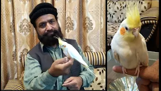How to Tame Parrot | My HandTamed Cockatiel | Urdu/Hindi | Lodhi Birds