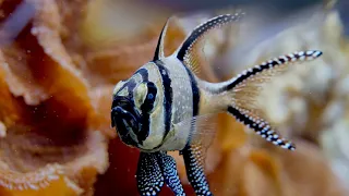 Fishes  - Amazing Animals on Our Planet 4K UHD (Copyrights Free)