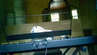 Cat lays comfortably on piano as owner plays classical music