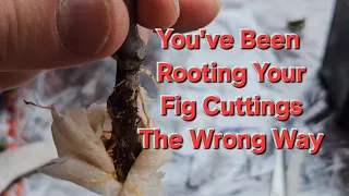 Try this incredible easy way to root Fig cuttings