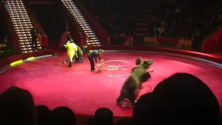 Bear in Circus - Hulla Hooping and Riding a Bicycle