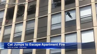 Cat jumps out 5th floor window, survives fall during apartment fire