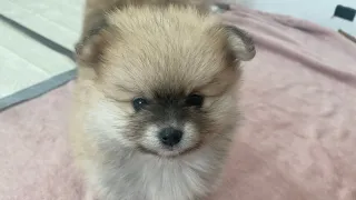 30-40 Day ( Pomeranian puppies are born)