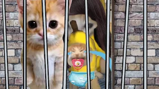 BANANA CAT BABY 🐱 HAPPY AND 😿 CRY VIDEOS 14 #catmemes #cat #bananacat #happycat #fyp