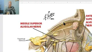 Anatomy of head and neck module in Arabic 43 (Occulomotor nerve) , by Dr. Wahdan