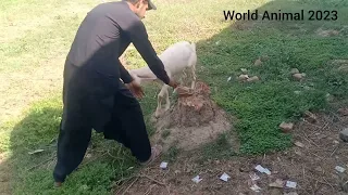 Dog and goat treatment village
