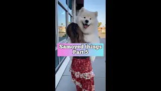 Samoyeds make great family dogs #samoyedfacts #dog #shorts