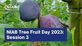 NIAB Tree Fruit Day Session 3