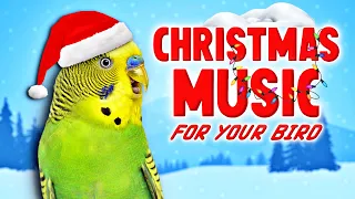 1 Hour HAPPY Christmas Music for Your Bird🎄 | Budgie Parakeet Lovebird & Cockatiel Sounds