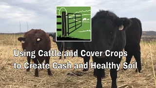 Using Cattle and Cover Crops to Create Cash and Healthy Soil