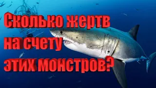 #акулы #убийцыизморя  Сколько жертв на счету этих монстров? #дайвингсакулами #shark