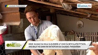 One North Central Luzon: DENR, nilinaw na hindi reticulated python ang natagpuang balat ng ahas