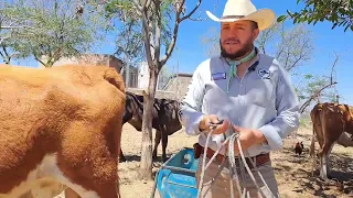 es negocio criar vacas encerradas, (estabuladas)?