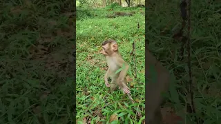 New abandoned monkey